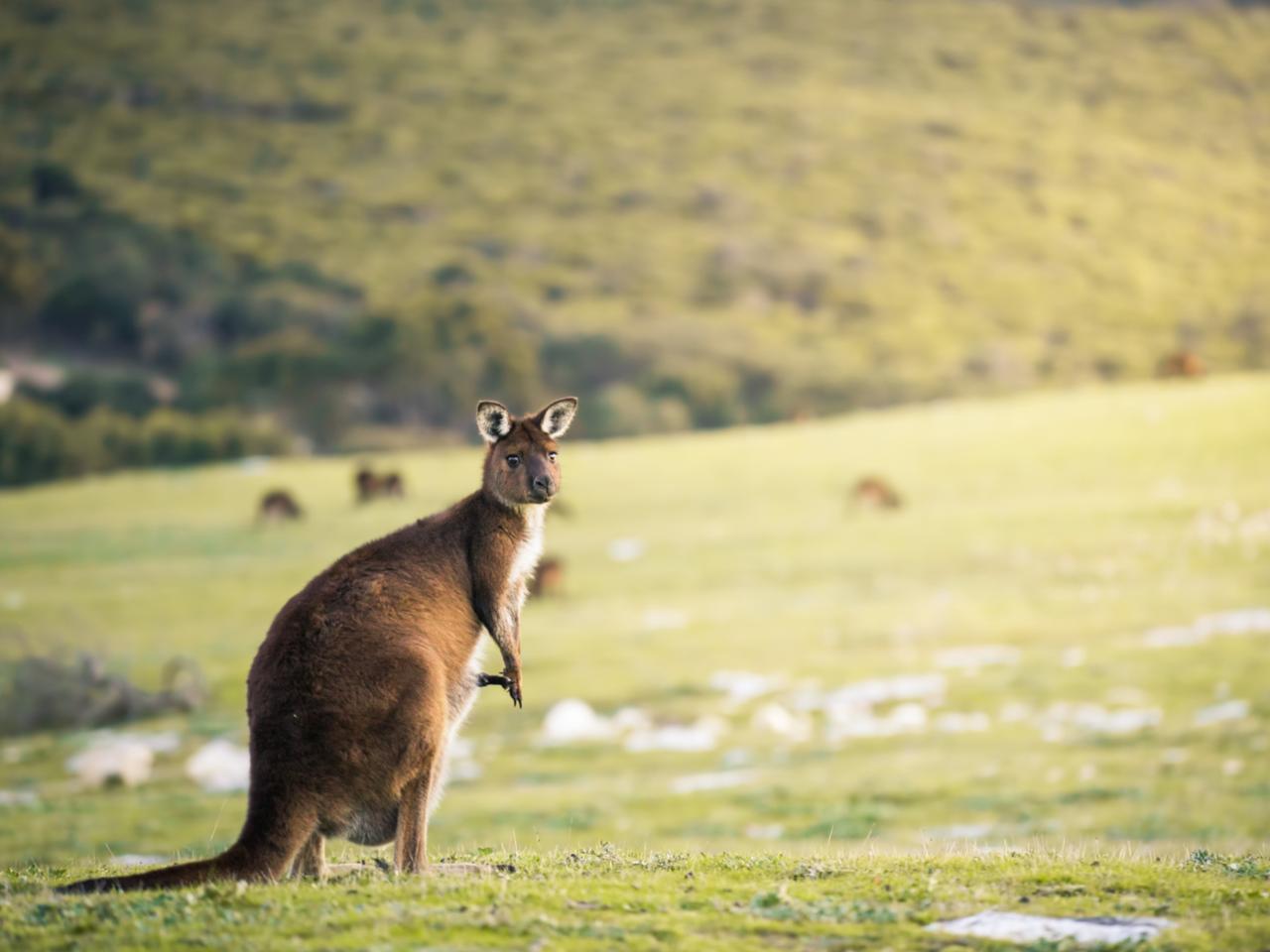 Private Coach - Lighthouse, Kangaroos And Views 24 Seater