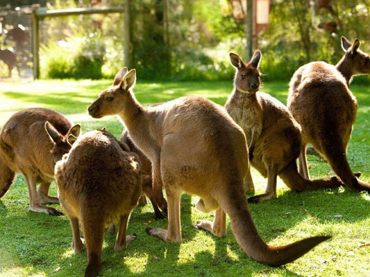 Yarra Valley Safari: Wildlife, Wine And Indulgence