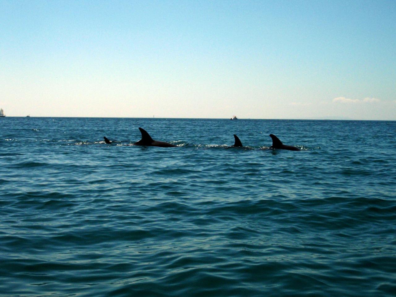 Kayak The Dolphin Sanctuary