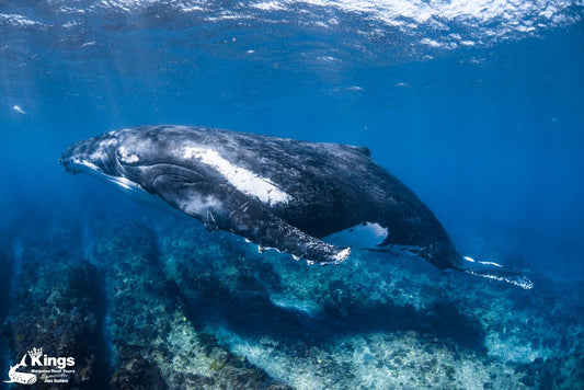 Whale Shark, Humpback Eco Sea Life Tour (Aug-Sept)