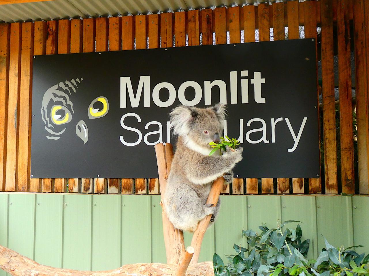 Mornington Peninsula Tour: Moonlit Sanctuary And Arthur Seat Adventure