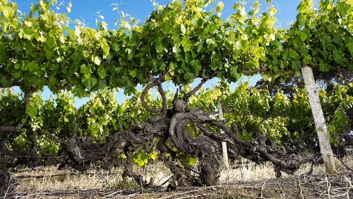 Langhorne Creek 'Grapes For Good'