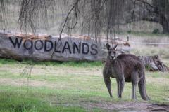 Horses, Wine & Beer Tour