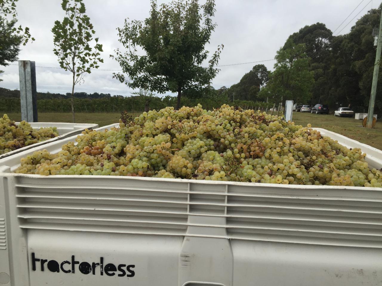 Experience Sustainable Winemaking At Tractorless Vineyard