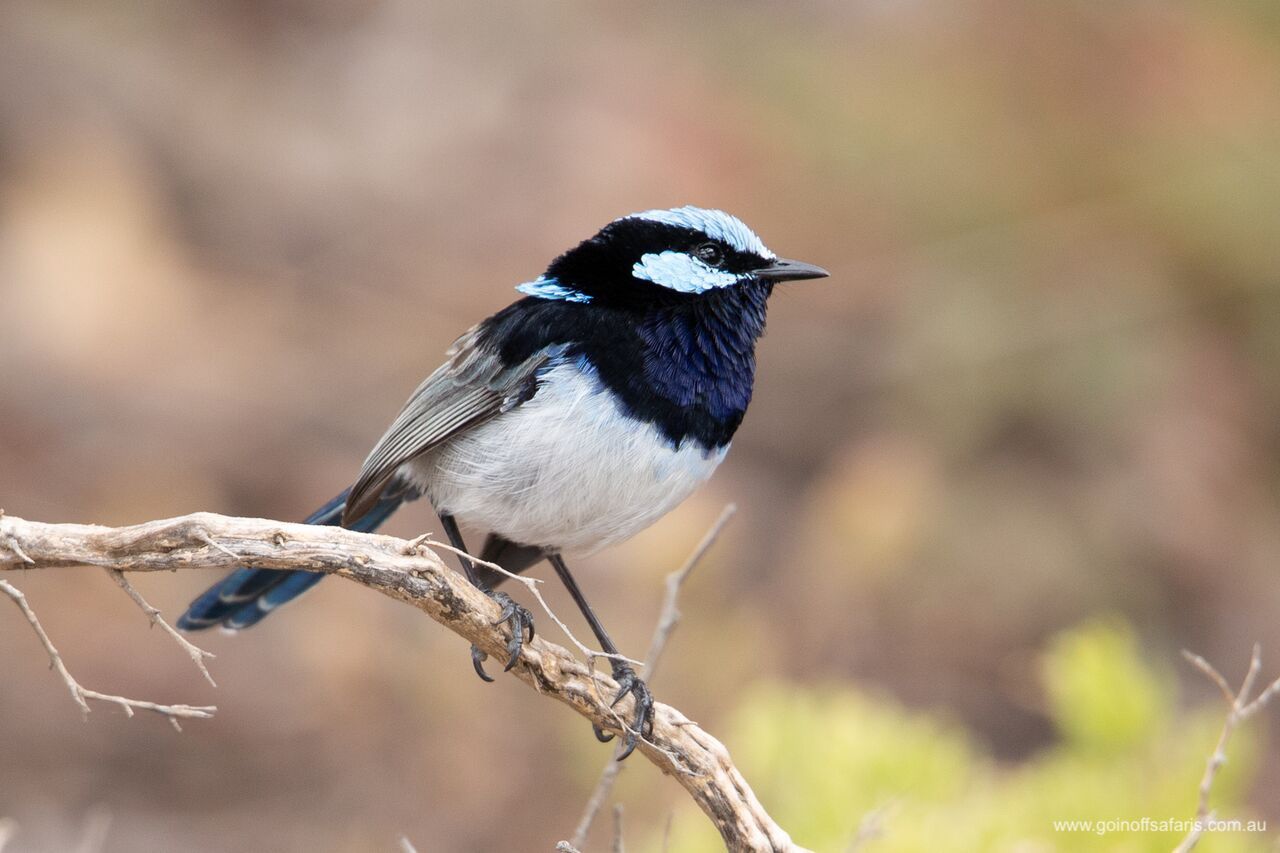 Port Lincoln & Coffin Bay Highlights - 2 Days & 1 Night