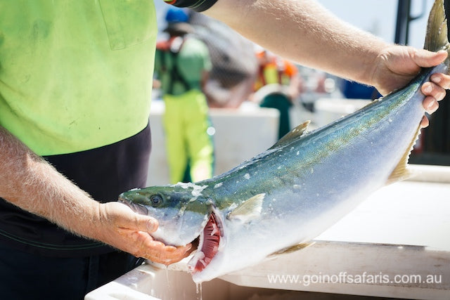 Port Lincoln & Coffin Bay Highlights - 2 Days & 1 Night