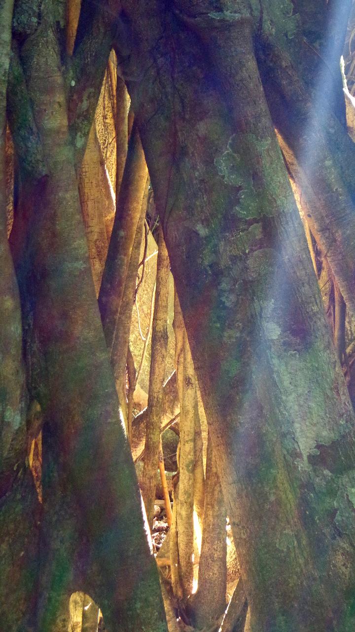 Maiala Rainforest Tour