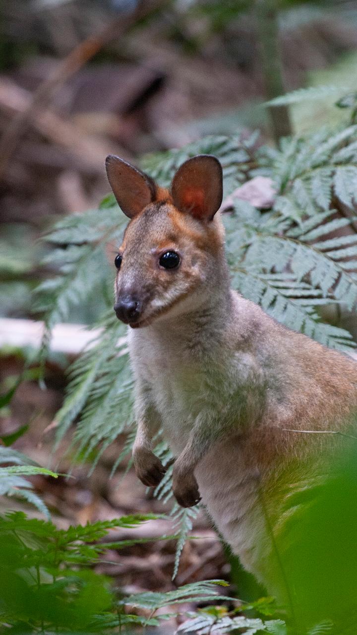 Maiala Rainforest Tour