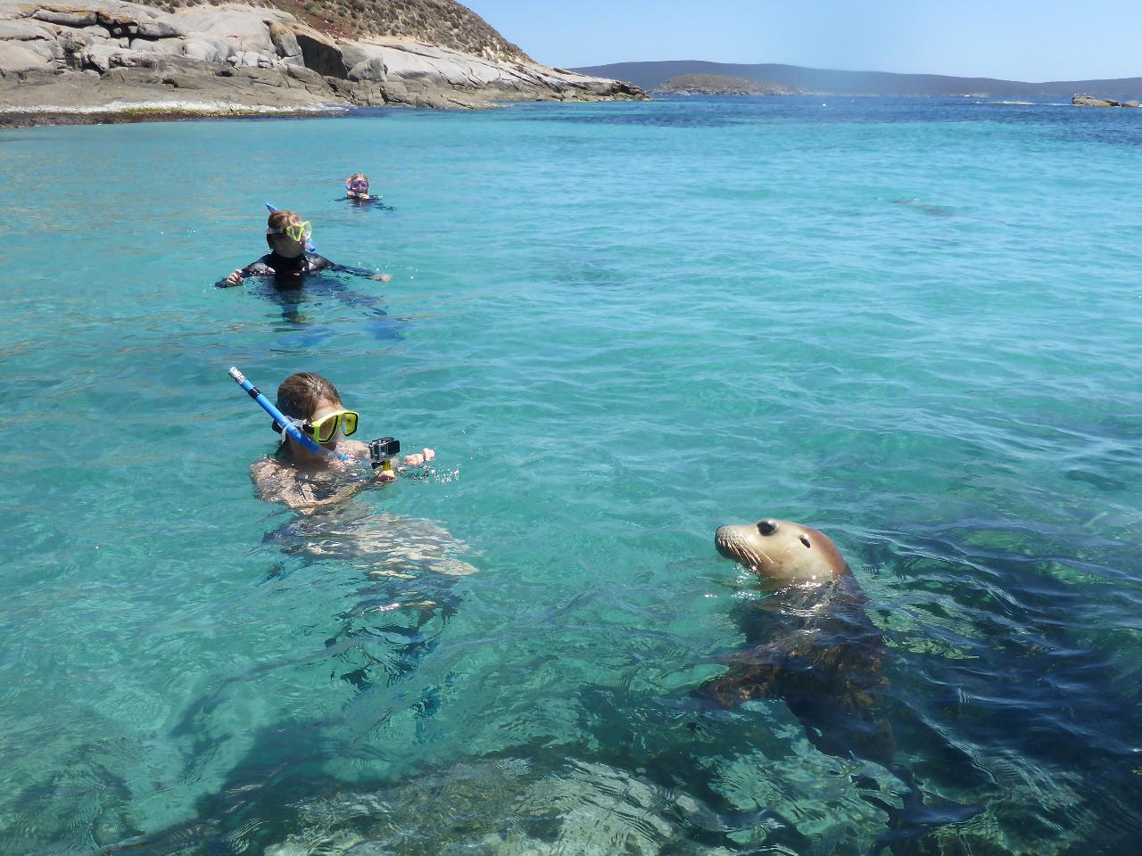 Swim With The Sealions