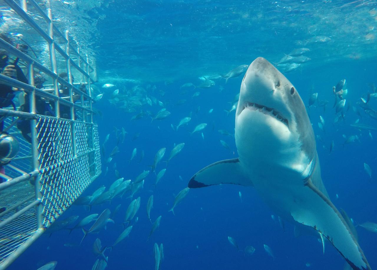 Shark & Sealion Combo