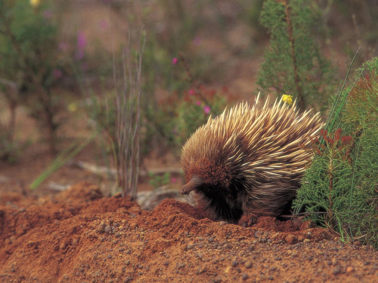 Private Coach - Kangaroo Island Wildlife Discovery 24 Seater