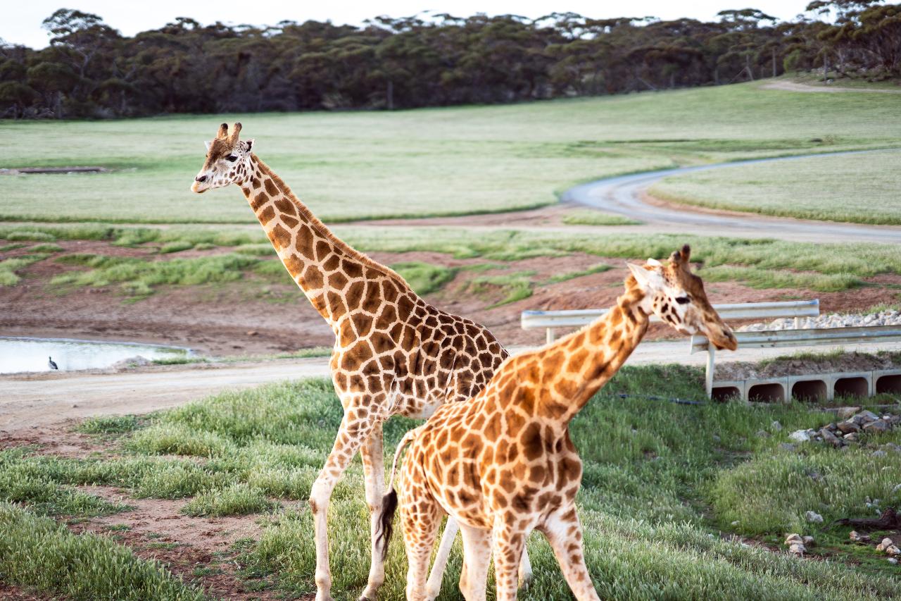 'E-Cycling Safari' Monarto Safari Park