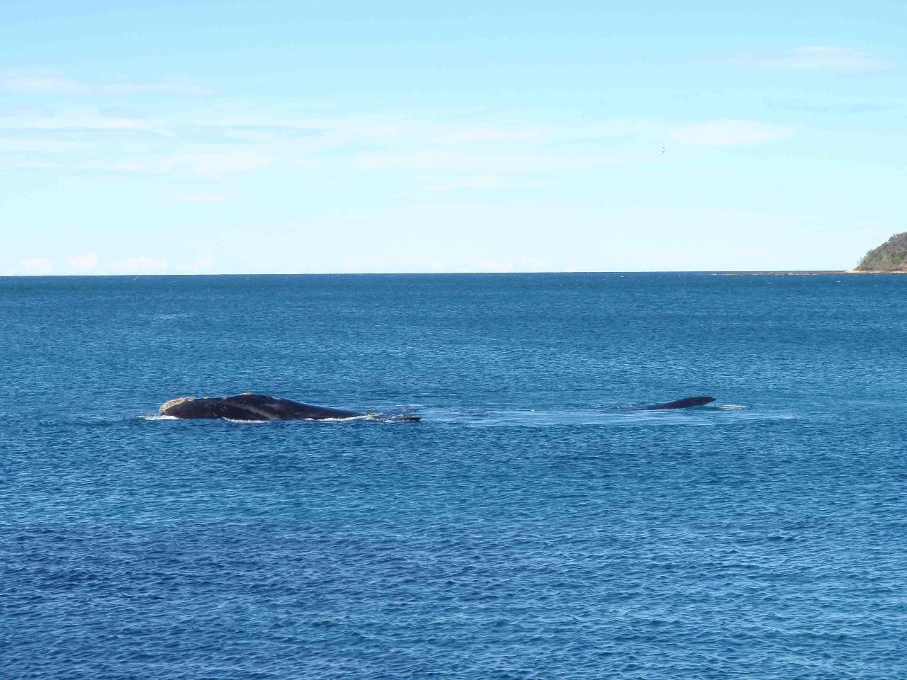 Kayak Camping Tour In Batemans Bay - Departing Canberra