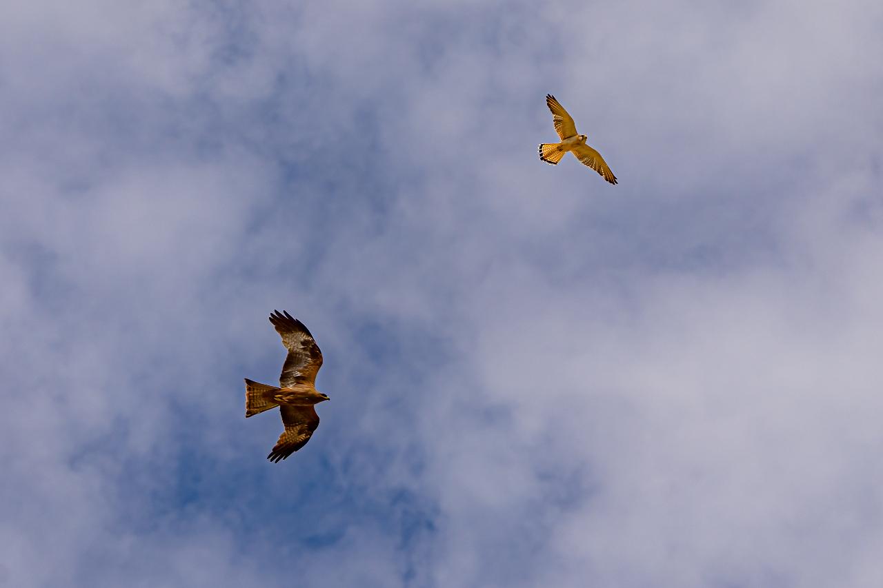 Birds Of Prey Photography Cruise