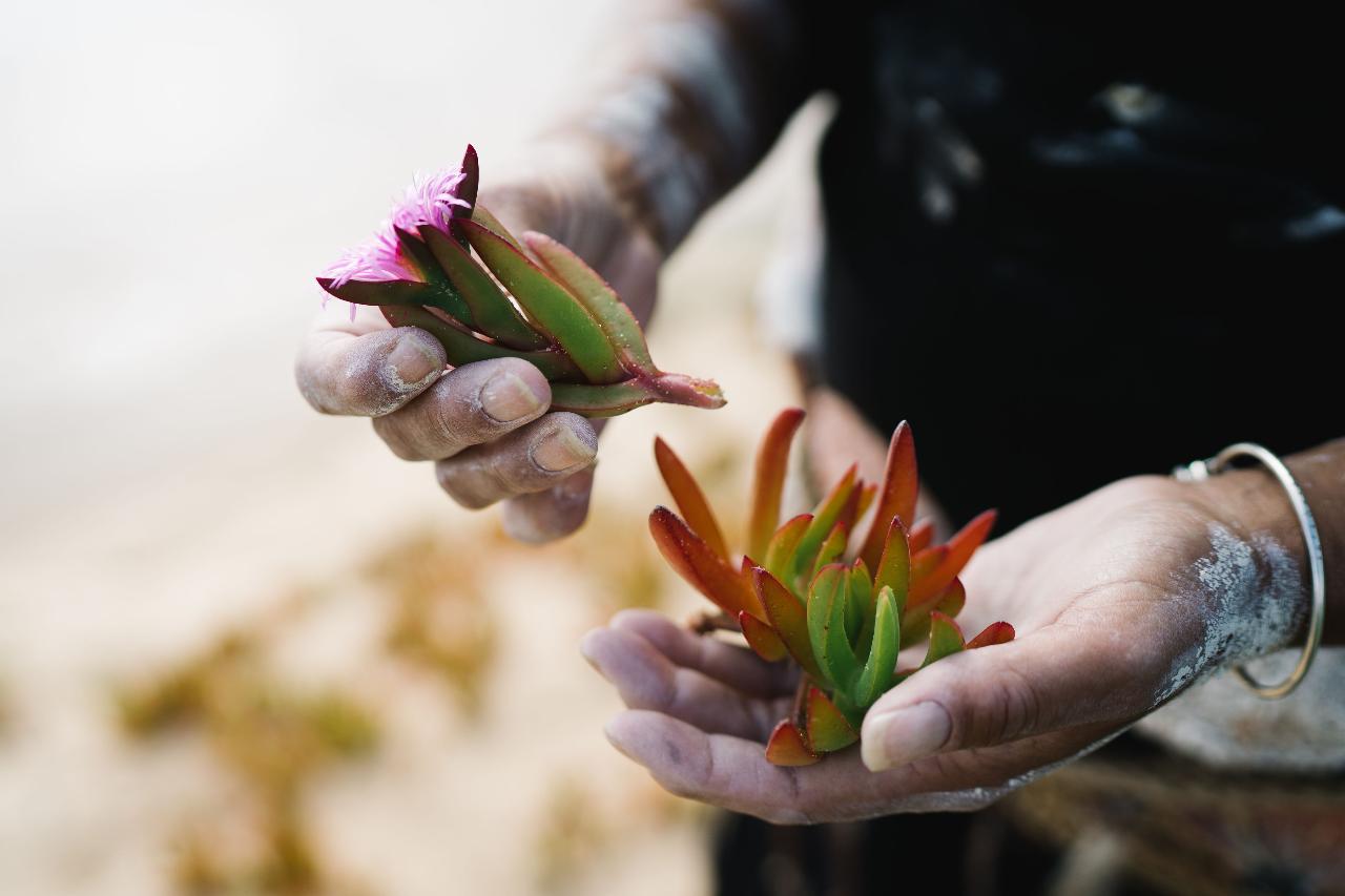 Walk On Country Tour In Mystery Bay With Gnarl Cutural Tours