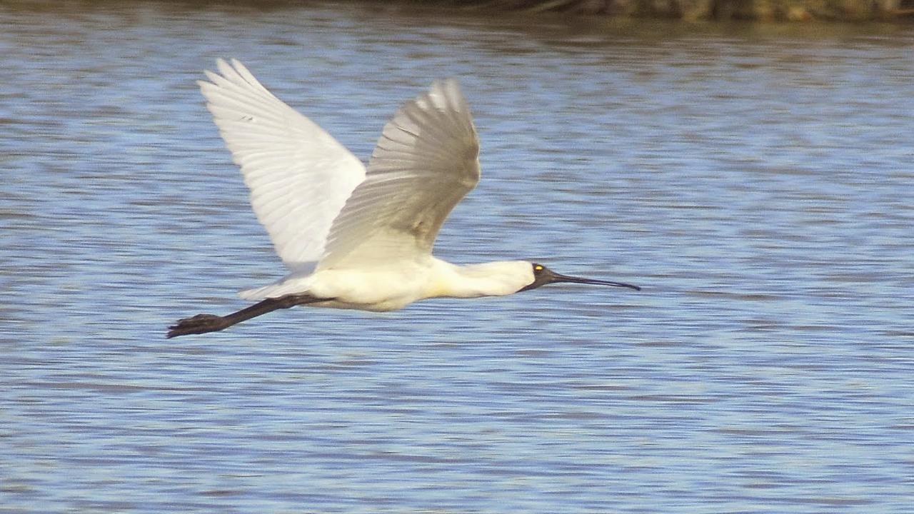 Guided Birdwatching Tour