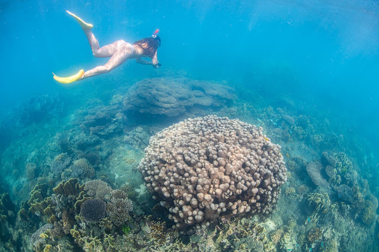 Whale Shark Adventure Swim Exmouth