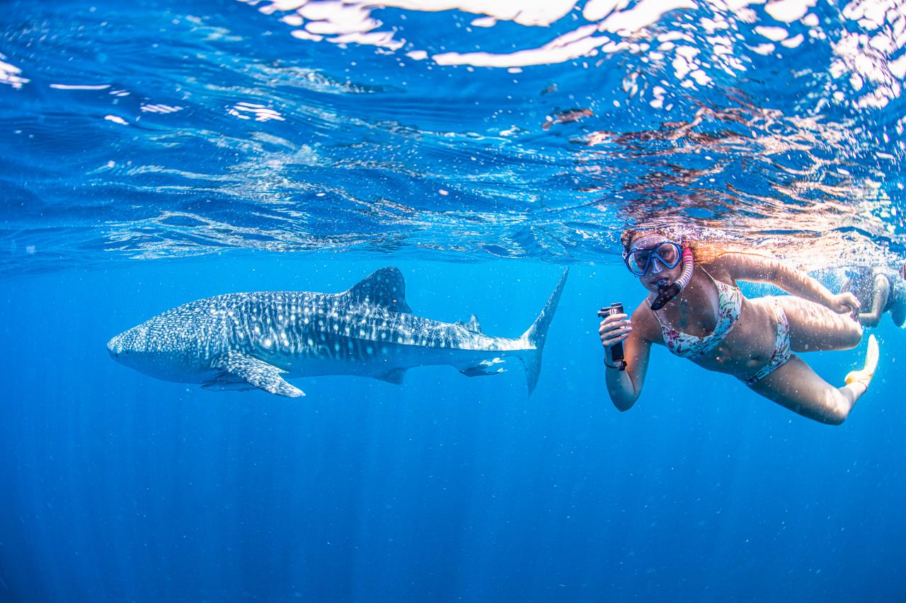 Whale Shark Adventure Swim Exmouth