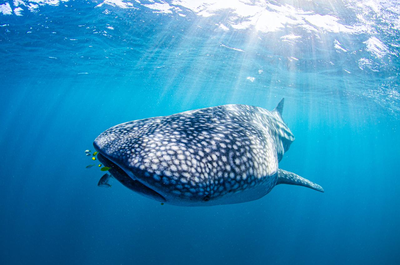 Whale Shark Adventure Swim Exmouth