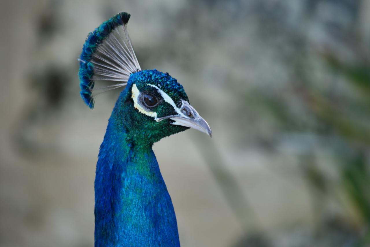 Rottnest Photographic Day Tour With Ferry