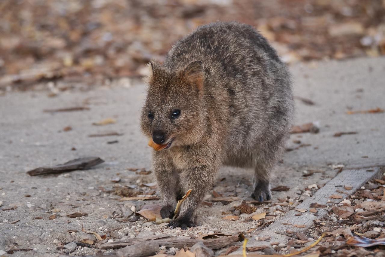 Rottnest Photographic Day Tour With Ferry