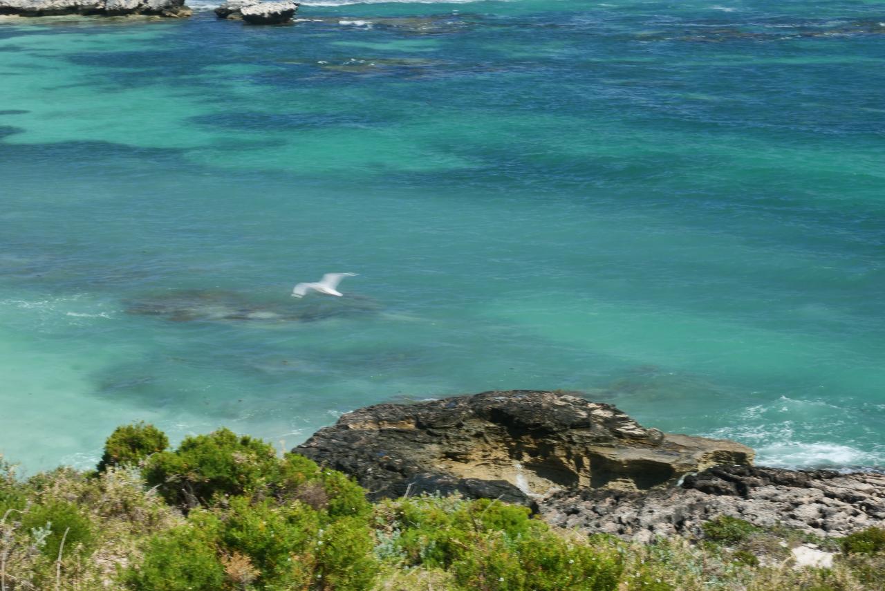 Rottnest Photographic Day Tour Without Ferry