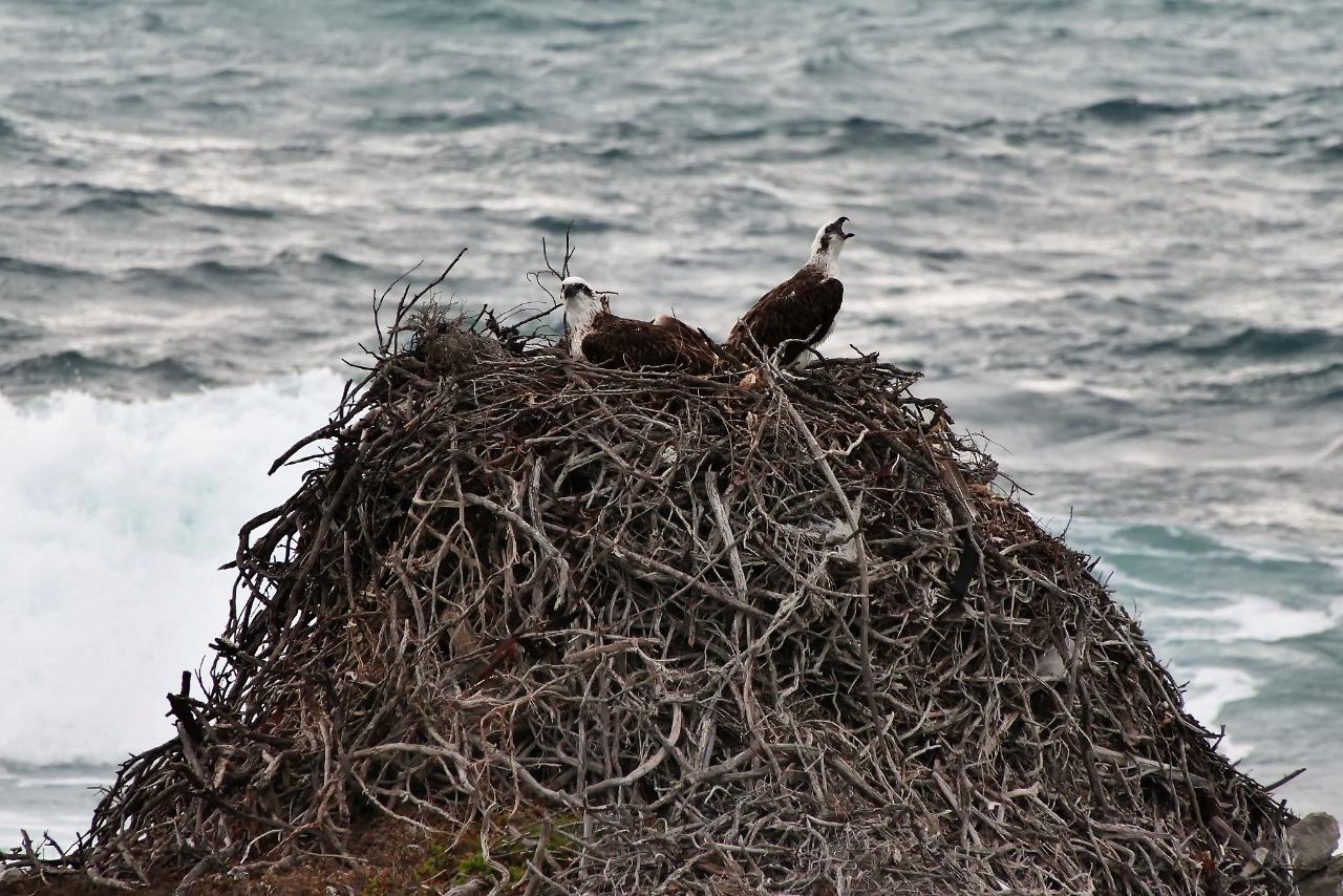 Rottnest Photographic Day Tour With Ferry