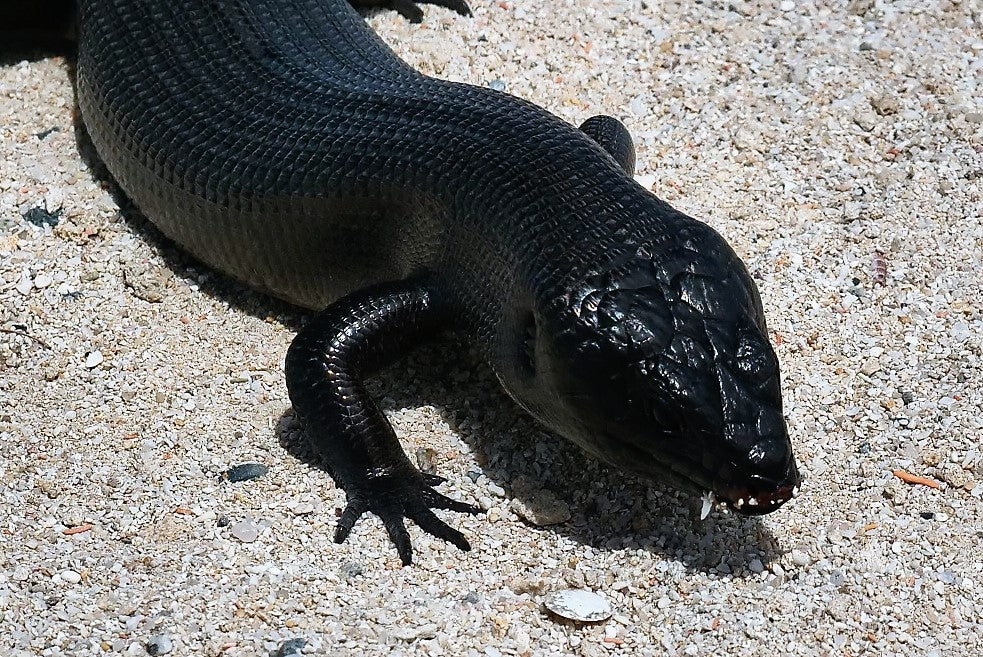 Rottnest Photographic Day Tour With Ferry