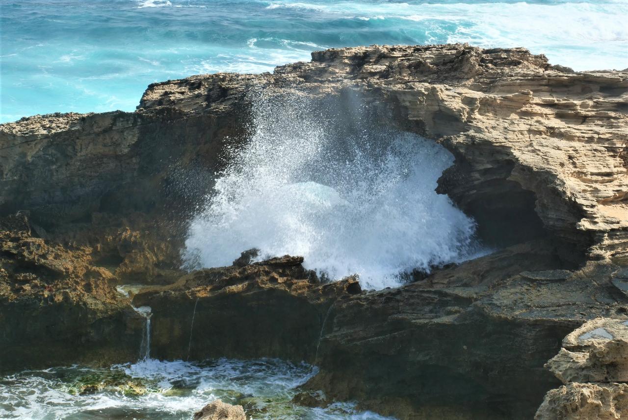 Rottnest Photographic Day Tour With Ferry