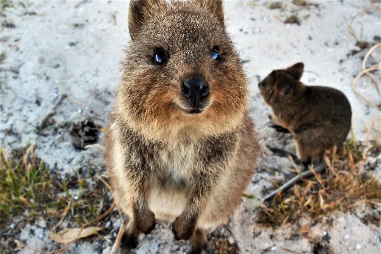 Rottnest Photographic Day Tour With Ferry