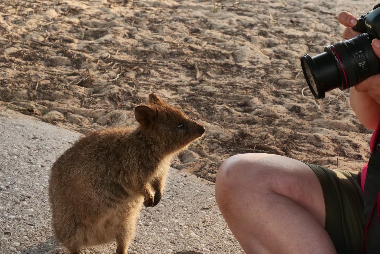 Rottnest Photographic Day Tour With Ferry