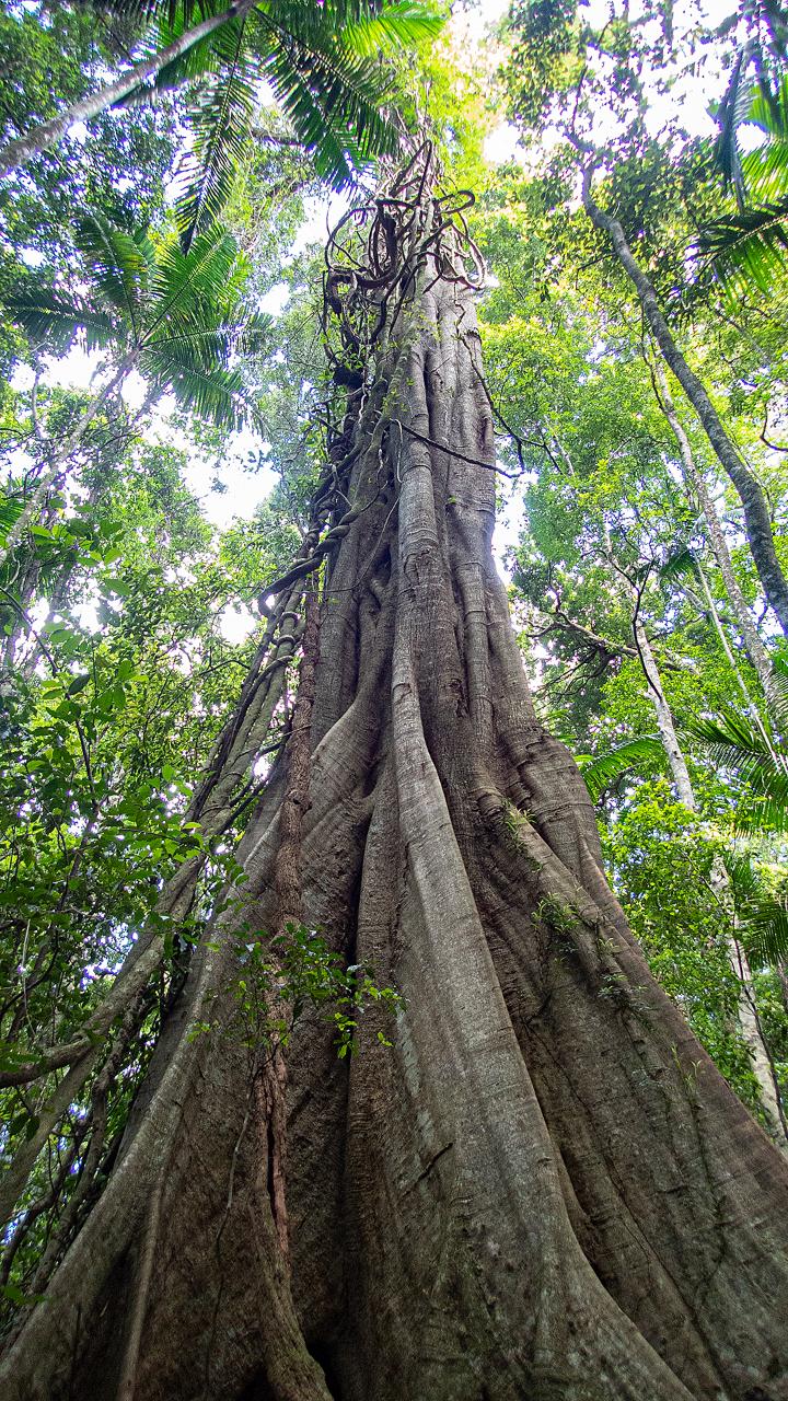 Maiala Rainforest Tour Without Pickup