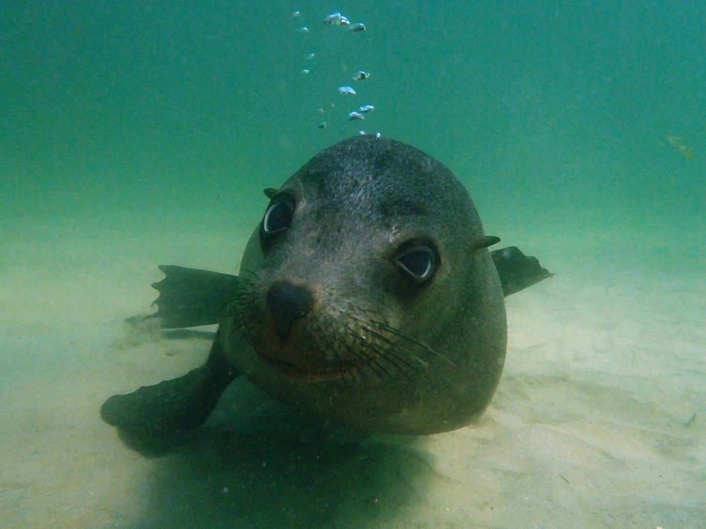 Small Group Dolphin & Seal Swim - Private Charter