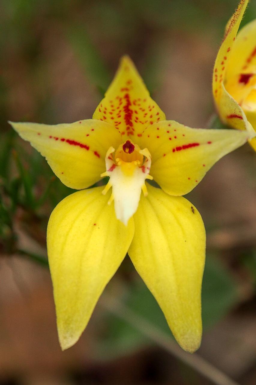 Wild Flowers And Orchids Of Western Australia Photographic Day Tour