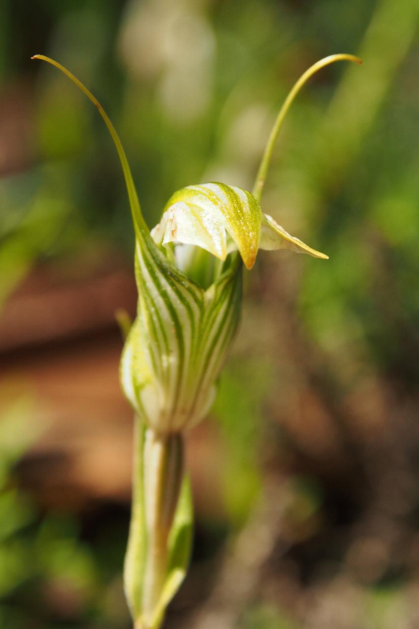 Wild Flowers And Orchids Of Western Australia Photographic Day Tour