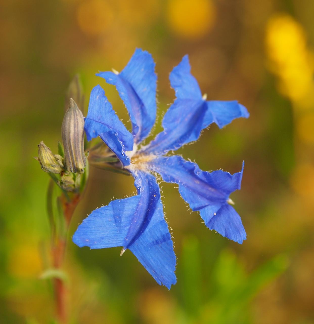 Wild Flowers And Orchids Of Western Australia Photographic Day Tour