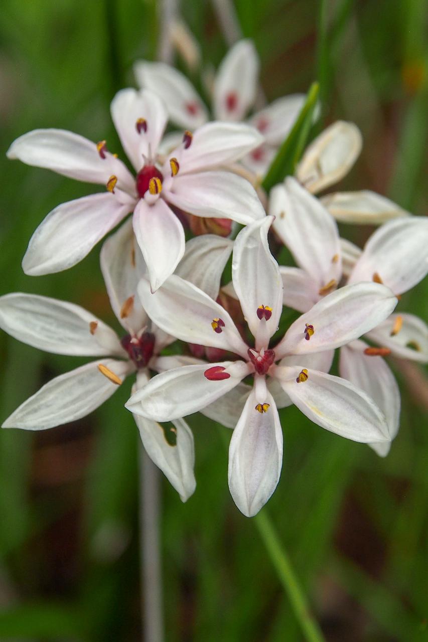 Wild Flowers And Orchids Of Western Australia Photographic Day Tour