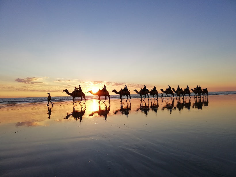 Sundowner Camel Tours