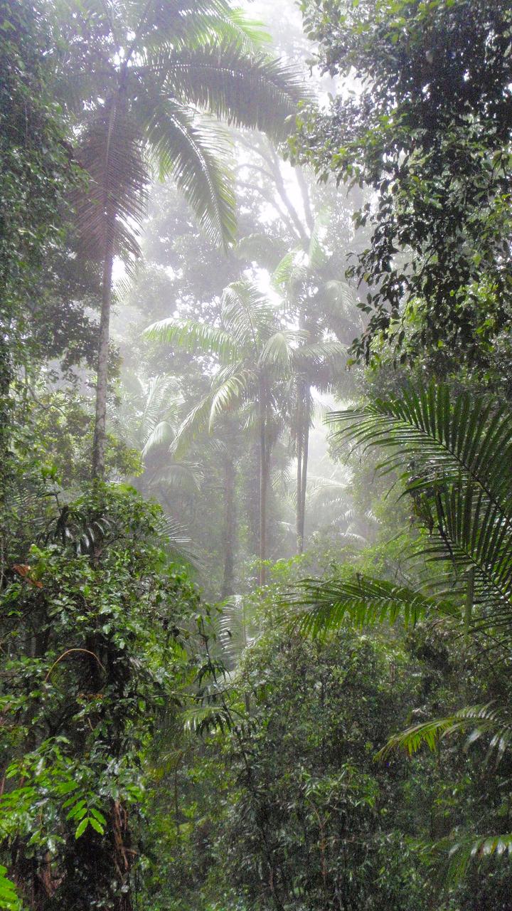 Maiala Rainforest Tour