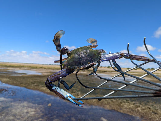 Yorke Peninsula Blue Swimmer Crab Catch N Dine