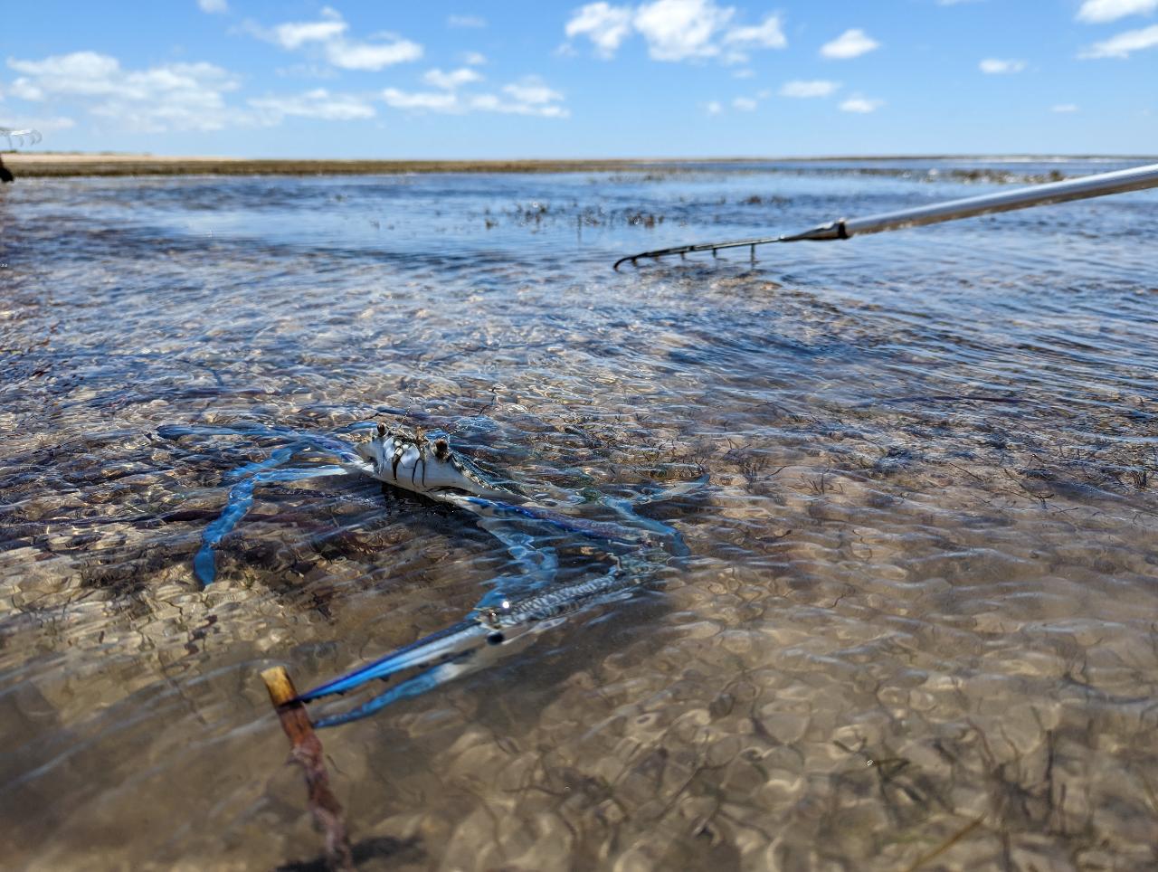 Yorke Peninsula Blue Swimmer Crab Catch N Dine