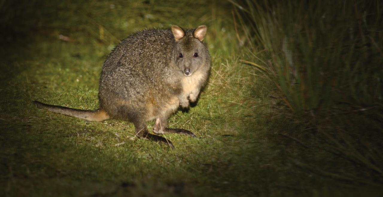 Wulinantikala & Cradle Mountain - Lutruwita Tasmania - 4 Days