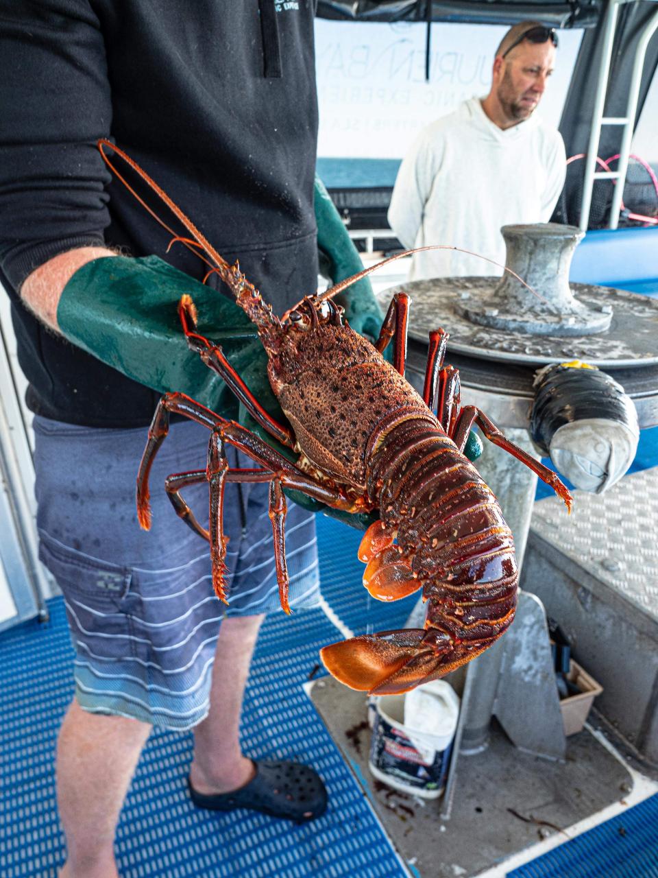 Rock Lobster Catch And Keep Boat Tour