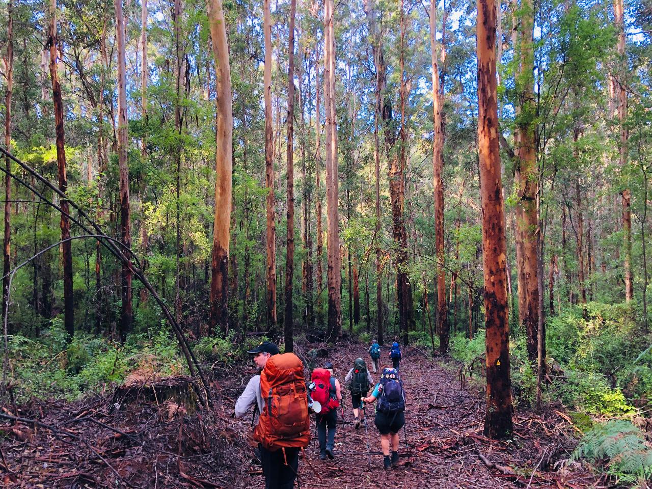 Bibbulmun Multi-Day Hike - Pemberton - Northcliffe
