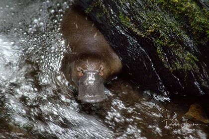 Paddle With The Platypus Adventure