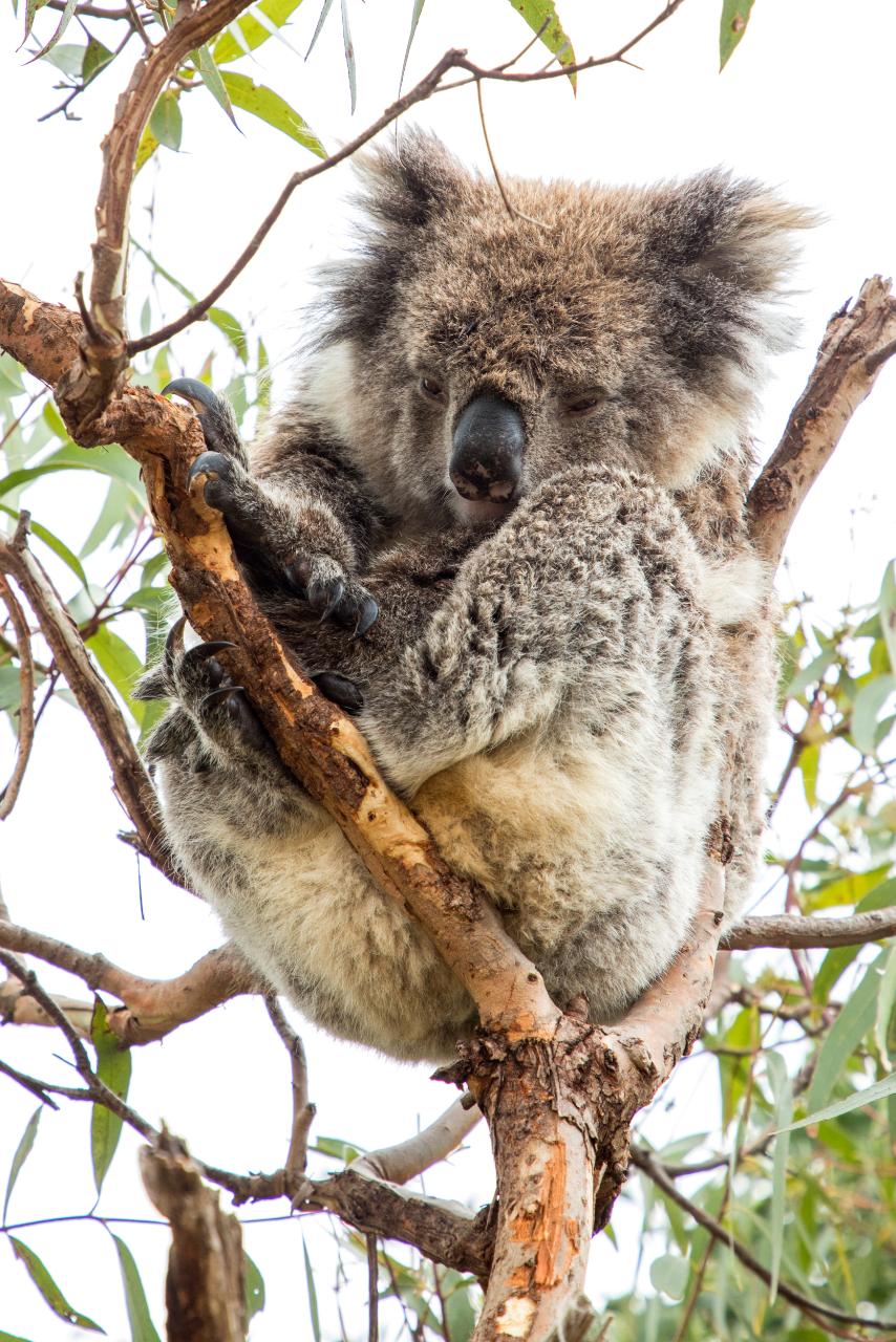 Great White Sharks & Exceptional Port Lincoln - 2 Days & 2 Nights