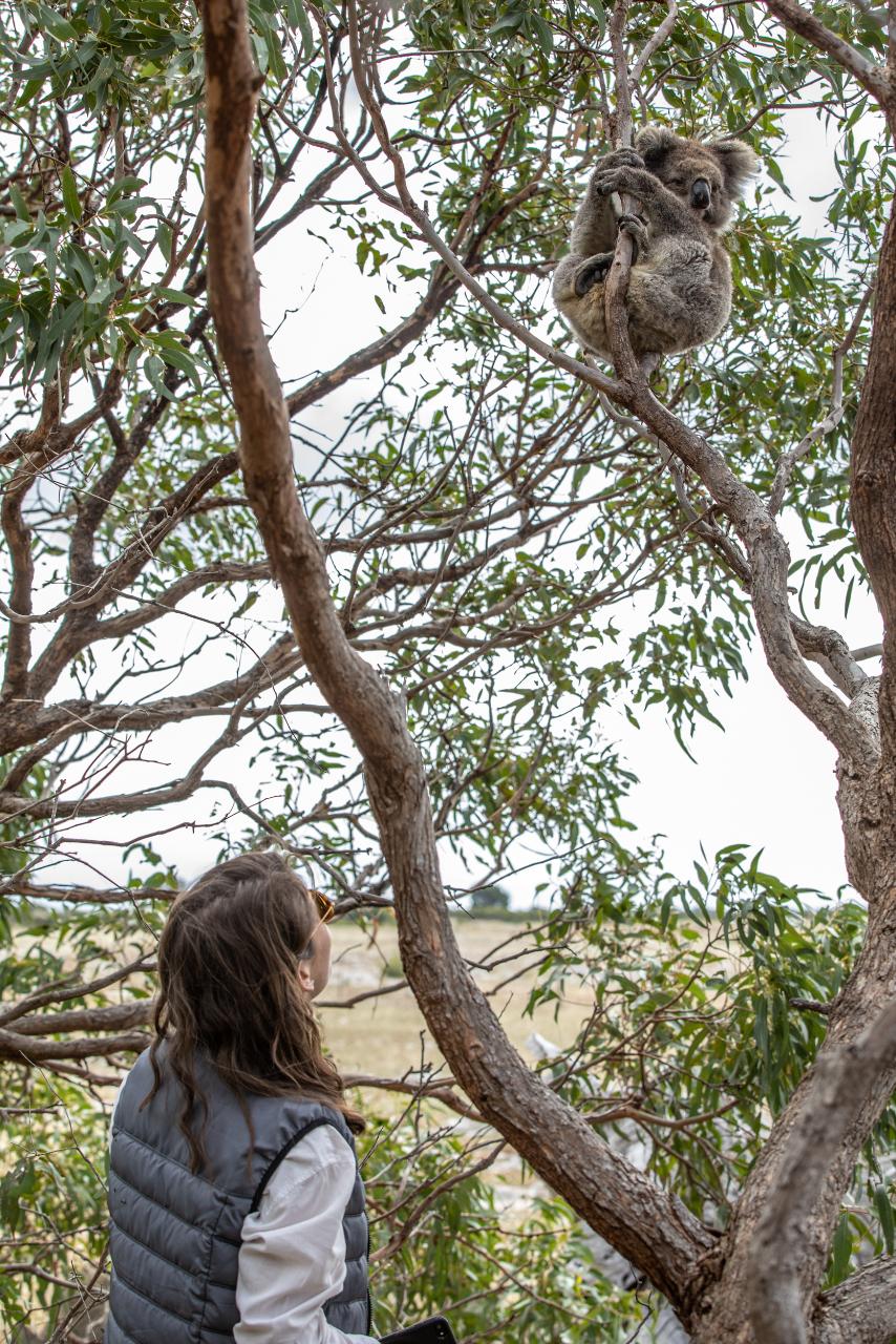 Great White Sharks & Exceptional Port Lincoln - 2 Days & 2 Nights