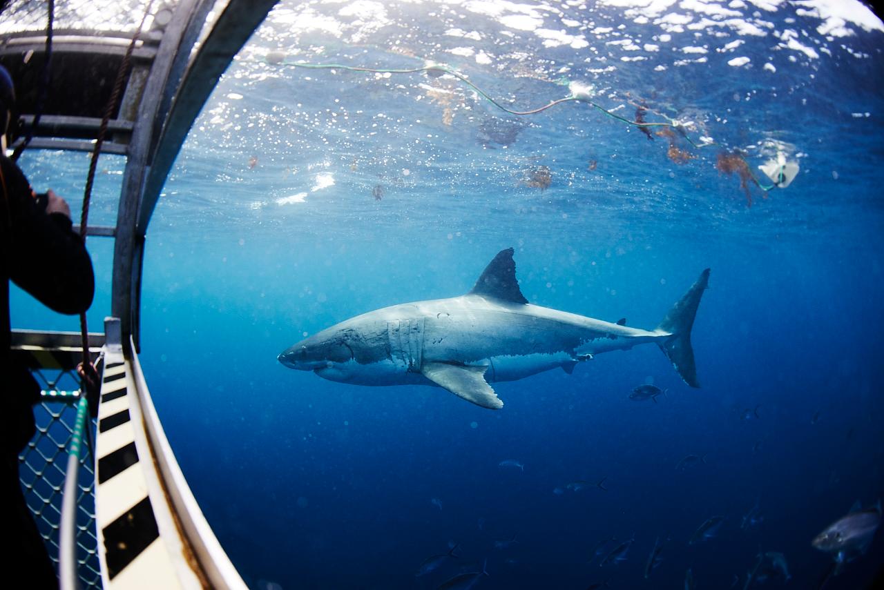 Great White Sharks & Coffin Bay - 2 Days & 2 Nights