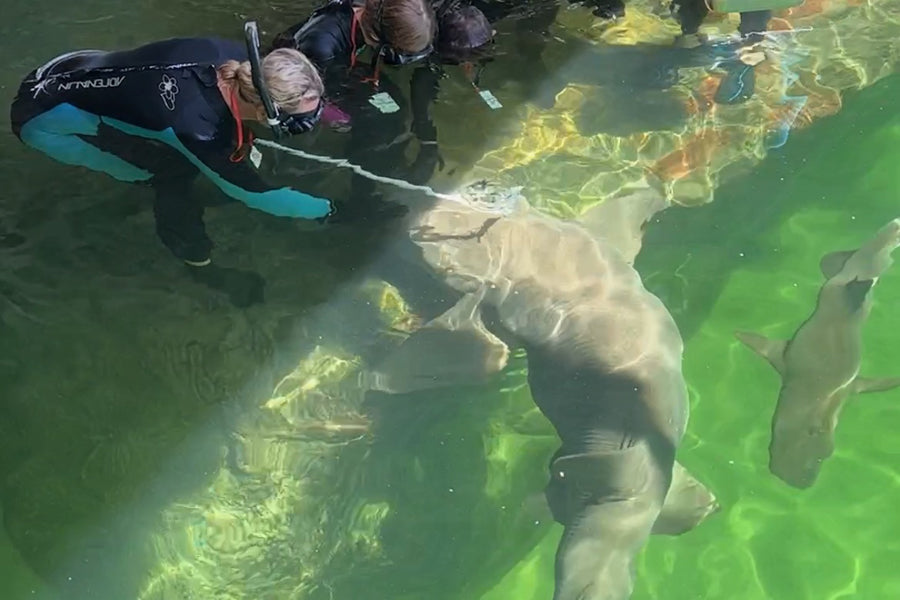 Reef Shark Encounter With Entry Pass