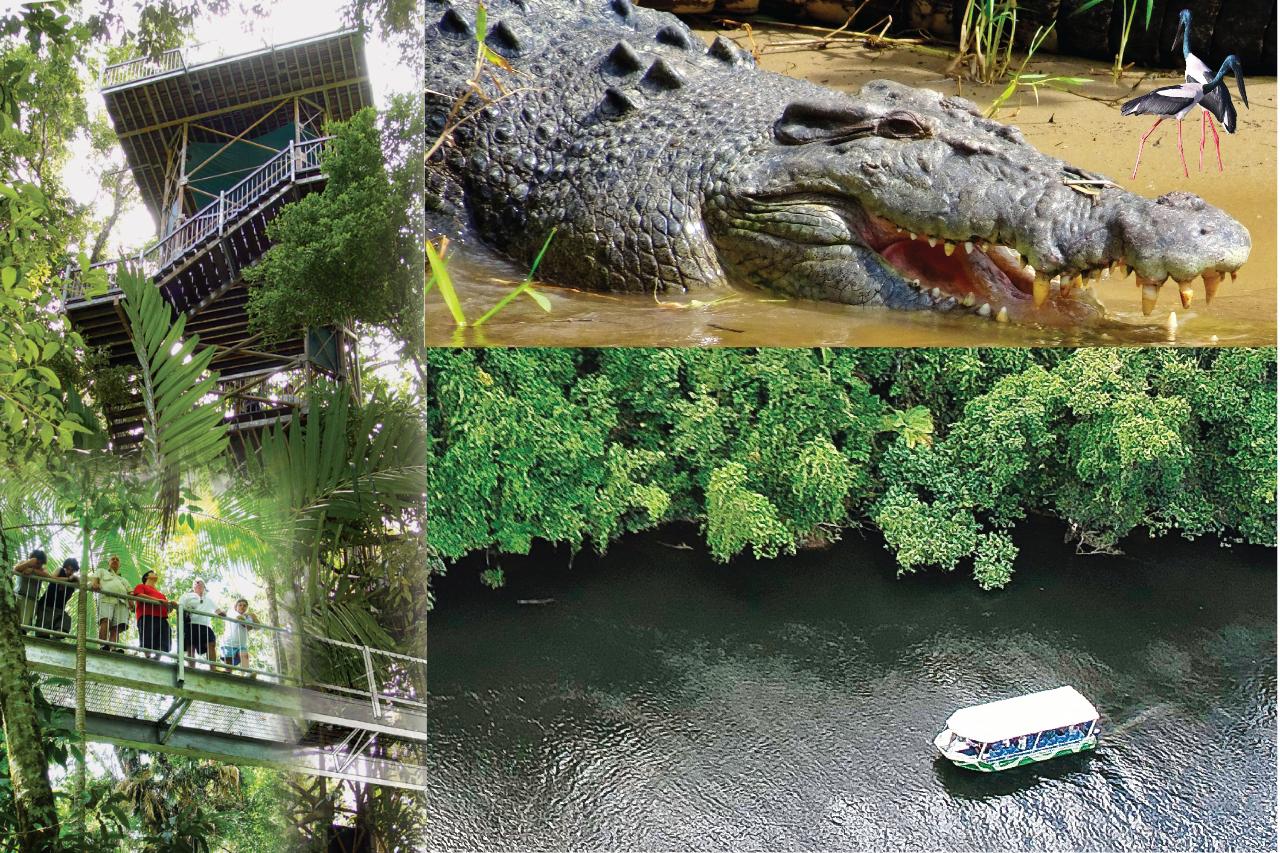 Crocodile Express Daintree River Cruise Departing From Daintree Ferry Gateway & Daintree Discovery